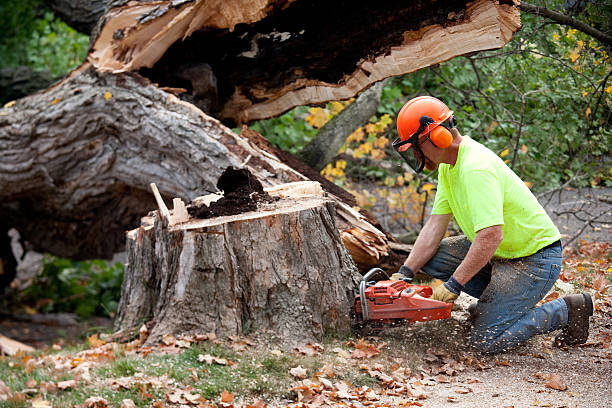 Reliable Ewa Villages, HI Tree Removal Solutions